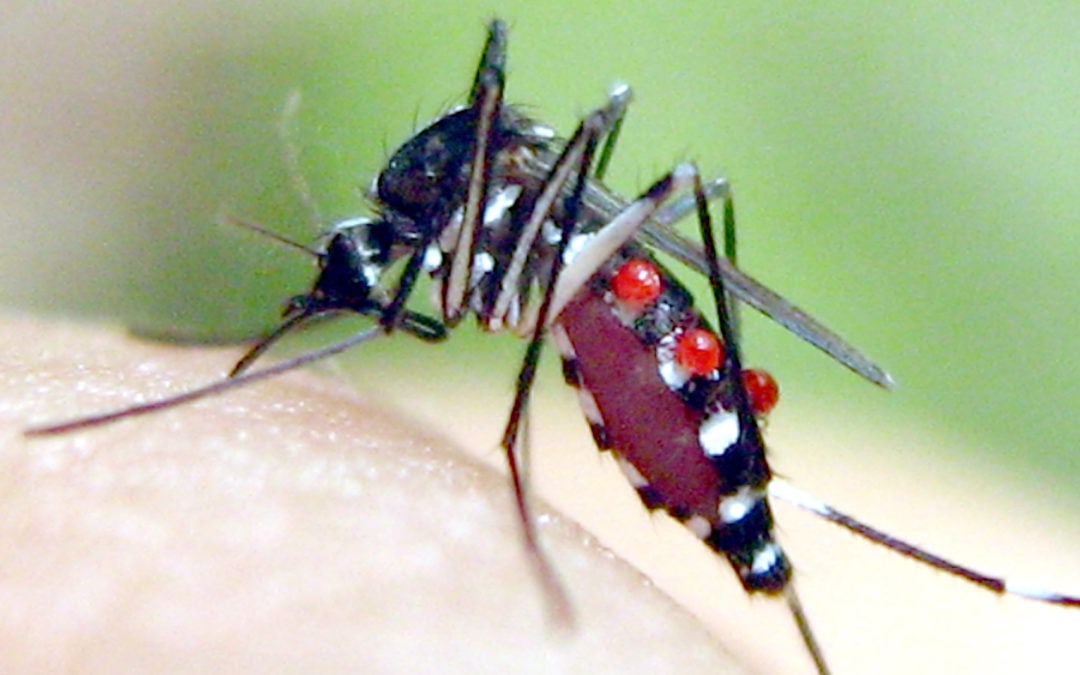 Pourquoi sommes-nous les proies des moustiques ?